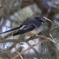 Rhipidura albiscapa (Grey Fantail) at Gordon, ACT - 5 Mar 2025 by RodDeb