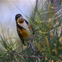 Acanthorhynchus tenuirostris (Eastern Spinebill) at Gordon, ACT - 5 Mar 2025 by RodDeb