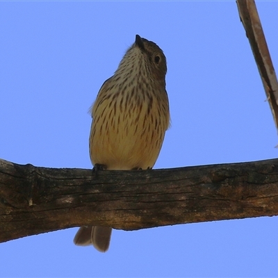 Pachycephala rufiventris (Rufous Whistler) at Gordon, ACT - 5 Mar 2025 by RodDeb