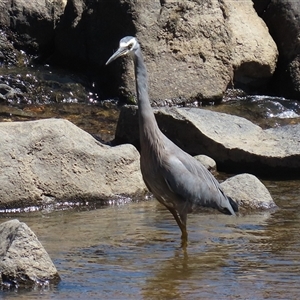 Egretta novaehollandiae (White-faced Heron) at Gordon, ACT - 5 Mar 2025 by RodDeb