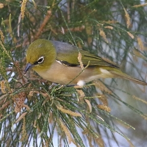 Zosterops lateralis (Silvereye) at Gordon, ACT - 5 Mar 2025 by RodDeb