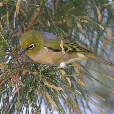 Zosterops lateralis (Silvereye) at Gordon, ACT - 5 Mar 2025 by RodDeb