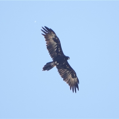 Aquila audax (Wedge-tailed Eagle) at Hall, ACT - 5 Mar 2025 by Anna123