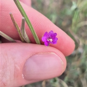 Epilobium billardiereanum subsp. cinereum at Burra, NSW - 2 Mar 2025 04:15 PM