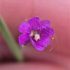 Epilobium billardiereanum subsp. cinereum at Burra, NSW - 2 Mar 2025 04:15 PM