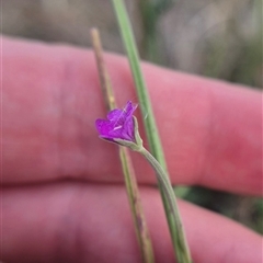 Epilobium billardiereanum subsp. cinereum at Burra, NSW - 2 Mar 2025 04:15 PM