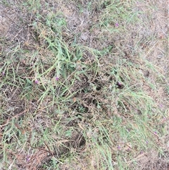 Epilobium billardiereanum subsp. cinereum at Burra, NSW - 2 Mar 2025 04:15 PM