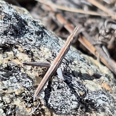 Keyacris scurra (Key's Matchstick Grasshopper) at Burra, NSW - 2 Mar 2025 by clarehoneydove