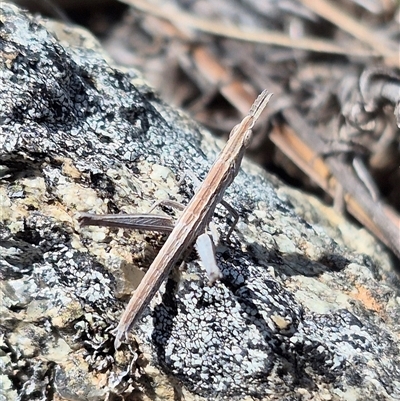 Keyacris scurra (Key's Matchstick Grasshopper) at Burra, NSW - 2 Mar 2025 by clarehoneydove