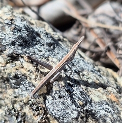 Keyacris scurra at Burra, NSW - 2 Mar 2025 01:01 PM