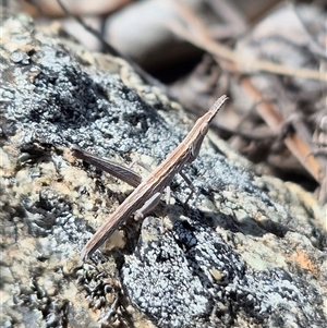 Keyacris scurra at Burra, NSW - 2 Mar 2025 01:01 PM