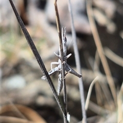 Keyacris scurra at Burra, NSW - 2 Mar 2025 01:01 PM