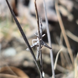 Keyacris scurra at Burra, NSW - 2 Mar 2025 01:01 PM