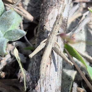 Keyacris scurra at Burra, NSW - 2 Mar 2025 01:01 PM