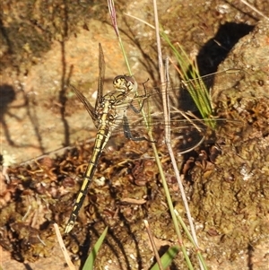 Orthetrum caledonicum at Kenny, ACT - 24 Feb 2025 05:48 PM