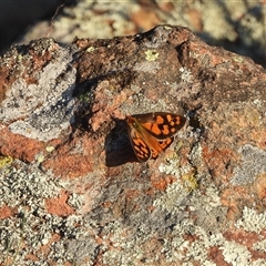 Heteronympha penelope (Shouldered Brown) at Kenny, ACT - 24 Feb 2025 by DavidDedenczuk