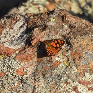 Heteronympha penelope at Kenny, ACT - 24 Feb 2025 by DavidDedenczuk