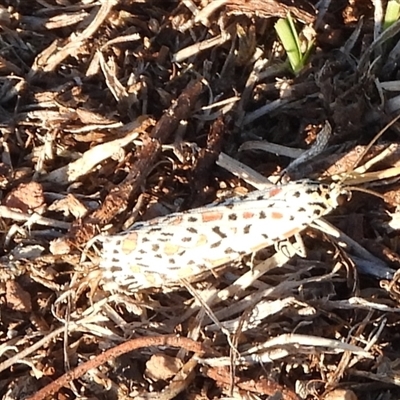 Utetheisa pulchelloides (Heliotrope Moth) at Kenny, ACT - 24 Feb 2025 by DavidDedenczuk