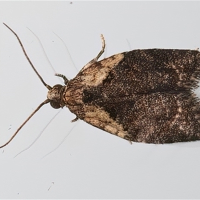 Capua intractana (A Tortricid moth) at Ainslie, ACT - 27 Feb 2025 by jb2602