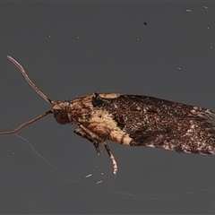 Capua intractana at Ainslie, ACT - 27 Feb 2025 10:41 PM