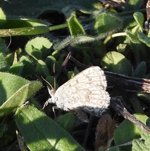 Lucia limbaria at Banks, ACT - 25 Feb 2025 05:26 PM