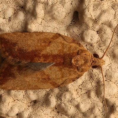 Epiphyas postvittana (Light Brown Apple Moth) at Ainslie, ACT - 27 Feb 2025 by jb2602