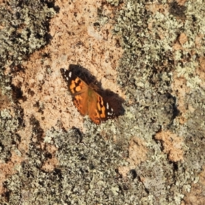 Vanessa kershawi at Banks, ACT - 25 Feb 2025 06:06 PM