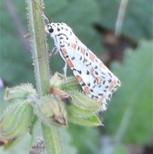 Utetheisa (genus) at Banks, ACT - 25 Feb 2025 06:15 PM