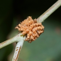 Paropsis atomaria (Eucalyptus leaf beetle) at Higgins, ACT - 5 Mar 2025 by AlisonMilton