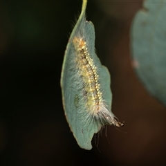 Uraba lugens (Gumleaf Skeletonizer) at Higgins, ACT - 5 Mar 2025 by AlisonMilton