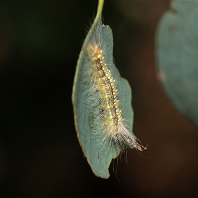 Uraba lugens (Gumleaf Skeletonizer) at Higgins, ACT - 5 Mar 2025 by AlisonMilton