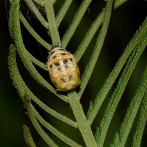 Harmonia conformis (Common Spotted Ladybird) at Higgins, ACT - Yesterday by AlisonMilton