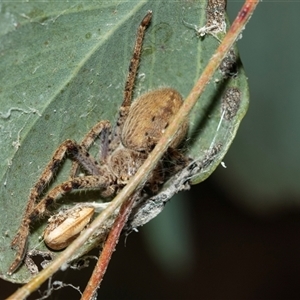 Isopedella pessleri (A huntsman spider) at Higgins, ACT - Yesterday by AlisonMilton