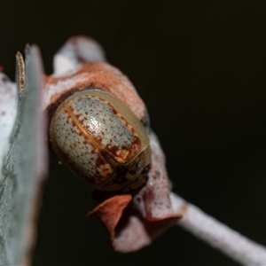 Paropsisterna m-fuscum (Eucalyptus Leaf Beetle) at Higgins, ACT - 5 Mar 2025 by AlisonMilton