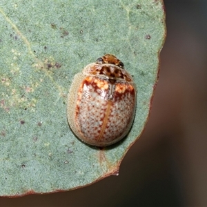 Paropsisterna m-fuscum at Higgins, ACT - 5 Mar 2025 03:22 PM