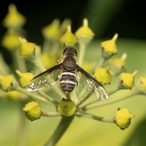 Villa sp. (genus) (Unidentified Villa bee fly) at Higgins, ACT - 5 Mar 2025 by AlisonMilton