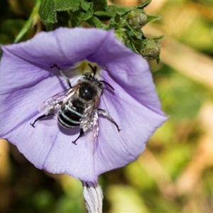 Amegilla sp. (genus) (Blue Banded Bee) at Higgins, ACT - Yesterday by AlisonMilton