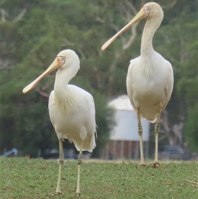 Platalea flavipes (Yellow-billed Spoonbill) at Forest Hill, NSW - 28 Feb 2025 by RobParnell