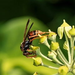 Polistes (Polistella) humilis (Common Paper Wasp) at Higgins, ACT - 5 Mar 2025 by AlisonMilton