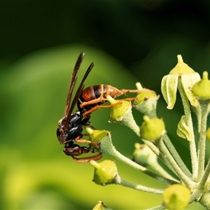 Polistes (Polistella) humilis (Common Paper Wasp) at Higgins, ACT - 5 Mar 2025 by AlisonMilton