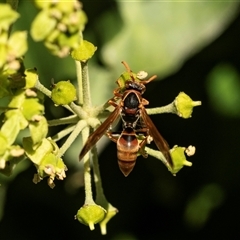 Polistes (Polistella) humilis at Higgins, ACT - 5 Mar 2025 03:55 PM