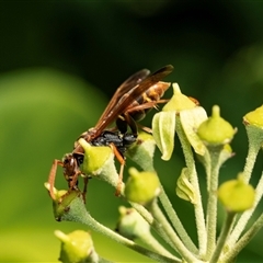 Polistes (Polistella) humilis at Higgins, ACT - 5 Mar 2025 03:55 PM