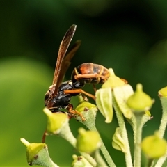 Polistes (Polistella) humilis at Higgins, ACT - 5 Mar 2025 03:55 PM