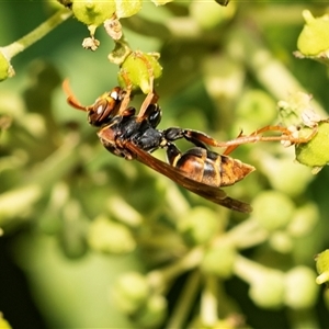Polistes (Polistella) humilis at Higgins, ACT - 5 Mar 2025 03:55 PM