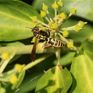 Polistes (Polistes) chinensis (Asian paper wasp) at Higgins, ACT - 5 Mar 2025 by AlisonMilton