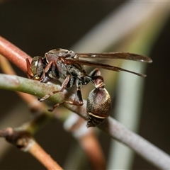 Ropalidia sp. (genus) (A paper wasp) at Higgins, ACT - 5 Mar 2025 by AlisonMilton