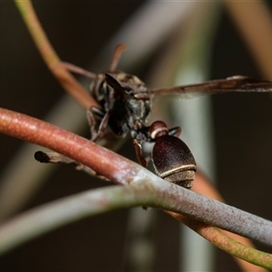 Ropalidia sp. (genus) at Higgins, ACT - 5 Mar 2025 02:37 PM