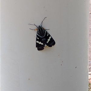 Phalaenoides glycinae (Grapevine Moth) at Griffith, ACT - Yesterday by arcencielbleu