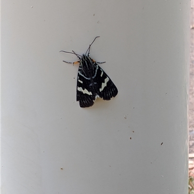 Phalaenoides glycinae (Grapevine Moth) at Griffith, ACT - 5 Mar 2025 by arcencielbleu