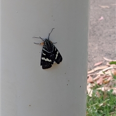 Phalaenoides glycinae at Griffith, ACT - suppressed